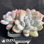 Echeveria Perfume Clustering - Image 2