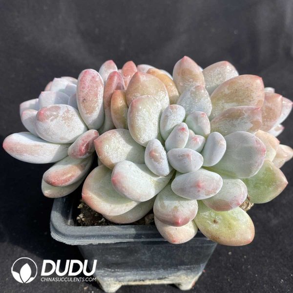 Echeveria Perfume Clustering - Image 2