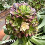 (Grafted)Aeonium Dragon Scale - Image 2