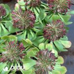 (Grafted)Aeonium Chanel Cristata - Image 2