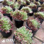 Aeonium Childlike Heart Cristata - Image 2