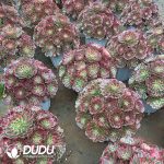 Aeonium Childlike Heart Clustering - Image 2
