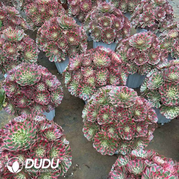 Aeonium Childlike Heart Clustering - Image 2