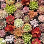 Echeveria 54pcs Random Collocation - Image 2