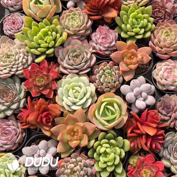 Echeveria 54pcs Random Collocation - Image 2