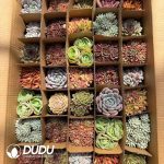 Echeveria 35pcs Random Collocation - Image 2