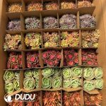 Echeveria 35pcs Random Colorful Collocation - Image 2