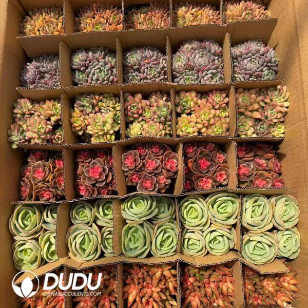 Echeveria 35pcs Random Colorful Collocation - Image 2