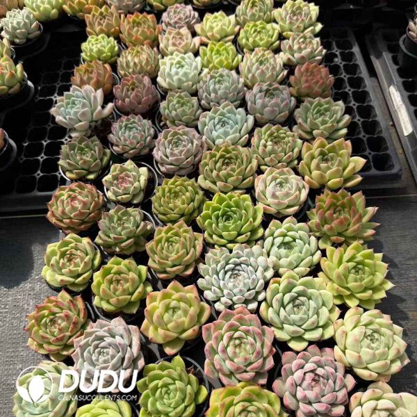 Echeveria 54pcs Random Hybrid Collocation - Image 2