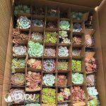 Echeveria 54pcs Random Colorful Collocation - Image 2