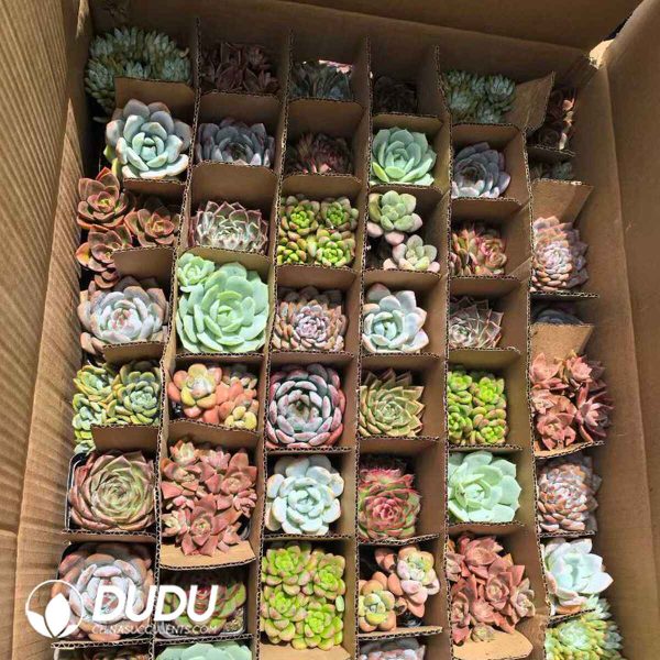 Echeveria 54pcs Random Colorful Collocation - Image 2