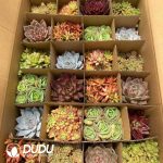 Echeveria 24pcs Random Collocation - Image 2