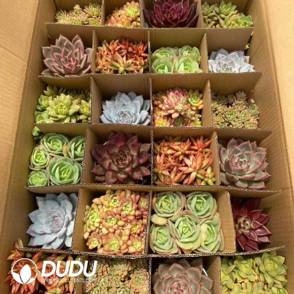 Echeveria 24pcs Random Collocation - Image 2