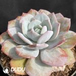 Echeveria Milk Tea - Image 2