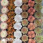 Echeveria 54pcs Random Colorful Collocation - Image 2