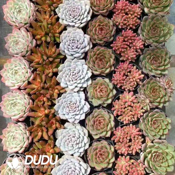 Echeveria 54pcs Random Colorful Collocation - Image 2