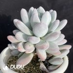 Echeveria Sweet Orange - Image 2