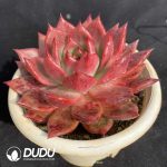Echeveria Pink Diamond - Image 2