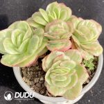 Echeveria Ice Rose Cluster - Image 2