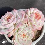 Echeveria Velvet Cluster - Image 2