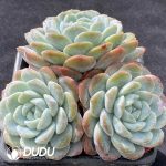 Echeveria Elegans Cluster - Image 2