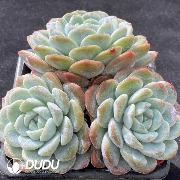 Echeveria Elegans Cluster - Image 2