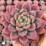 Echeveria Yaochi - Image 2