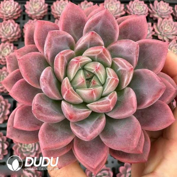 Echeveria Yaochi - Image 2