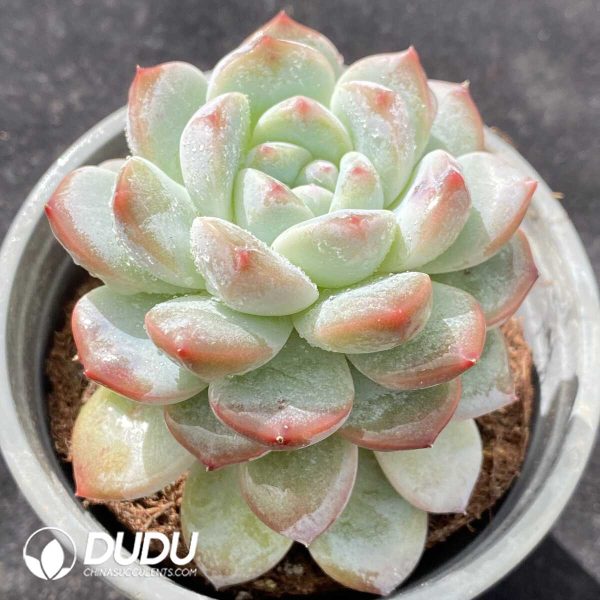 Echeveria Ice Dream - Image 2