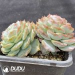 Echeveria Pure Love Double Heads - Image 2