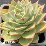 Echeveria Tesla - Image 2