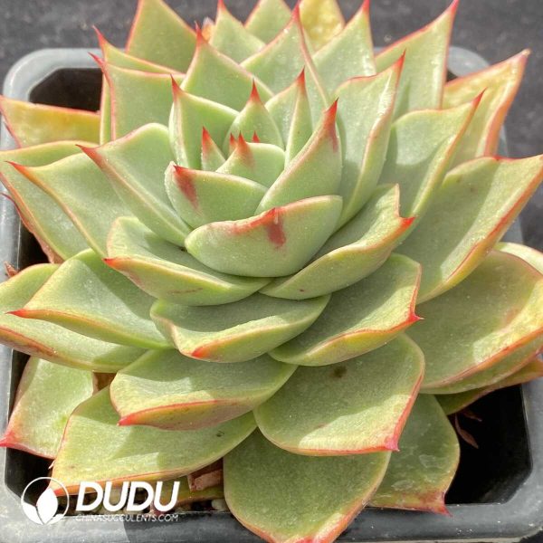 Echeveria Tesla - Image 2