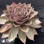 Echeveria Star - Image 2