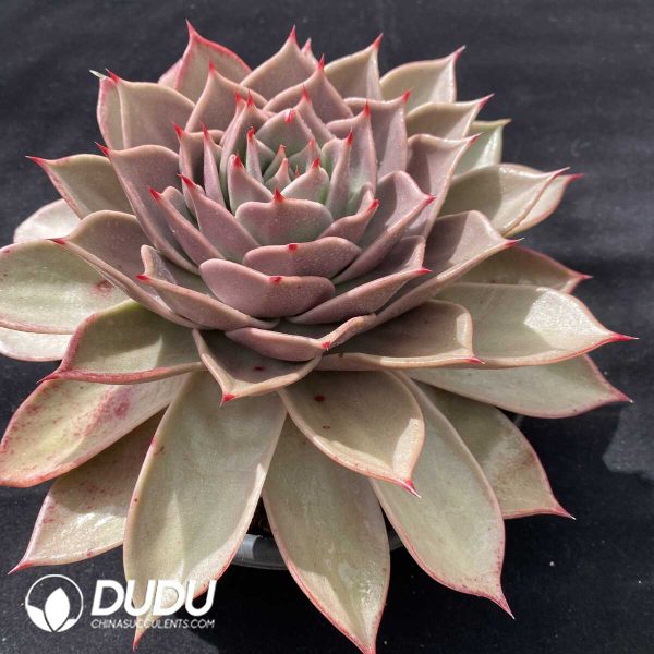 Echeveria Star - Image 2