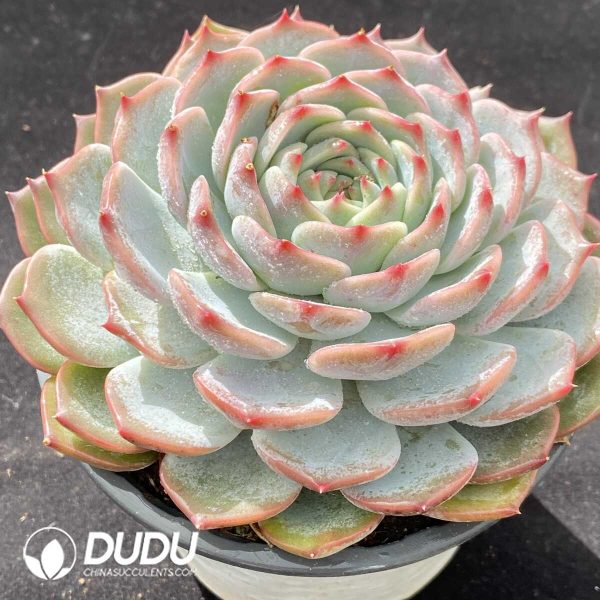 Echeveria Pirate - Image 2