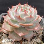 Echeveria Picachu - Image 2