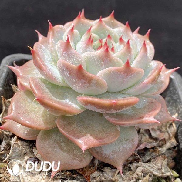 Echeveria Picachu - Image 2