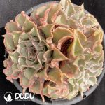 Echeveria White Madiba Cluster - Image 2