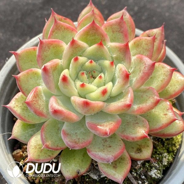 Echeveria Sun Star - Image 2
