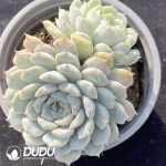 Echeveria Mary Bell Double Head - Image 2