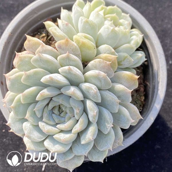 Echeveria Mary Bell Double Head - Image 2