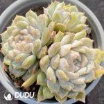 Echeveria Mary Bell Clustering - Image 2