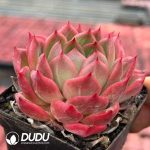 Echeveria Pineapple Orange - Image 2