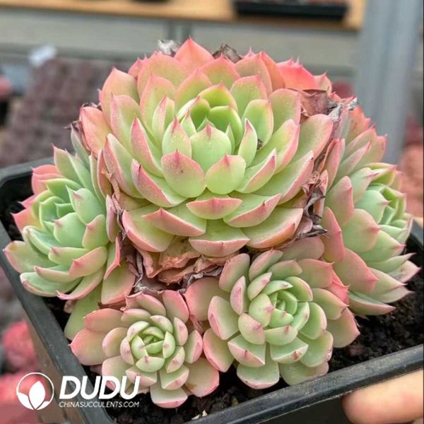 Echeveria Qi Li Xiang Cluster - Image 2