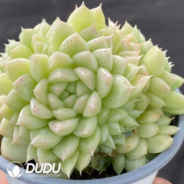 Echeveria Green Diamond Clustering - Image 2