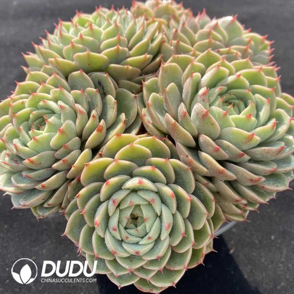 Echeveria Ben Badis Clustering - Image 2