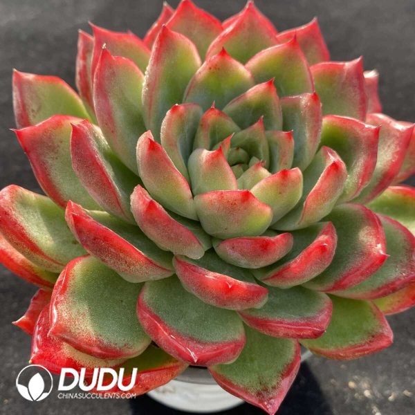 Echeveria Agavoides Floriana - Image 2