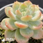 Echeveria Laui X Clavatum - Image 2