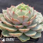 Echeveria Ben Badis - Image 2