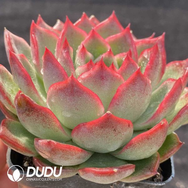 Echeveria Agavoides Floriana - Image 2